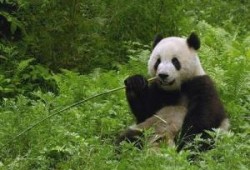熊猫1108最新爆料,娱乐圈最新爆料大起底！