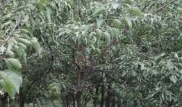 长春花溪谷最新爆料,隐秘仙境惊艳揭秘，生态旅游新地标即将崛起